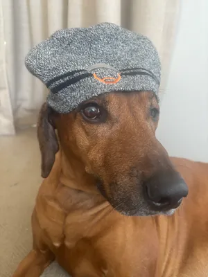 Fan wearing the beanie on the Wall of Gurusalem