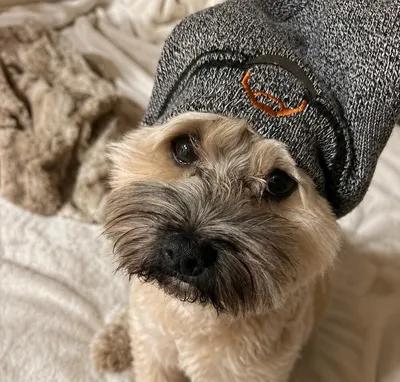Even works on the dog!